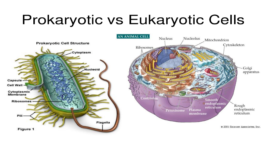 Schéma procaryote eucaryote