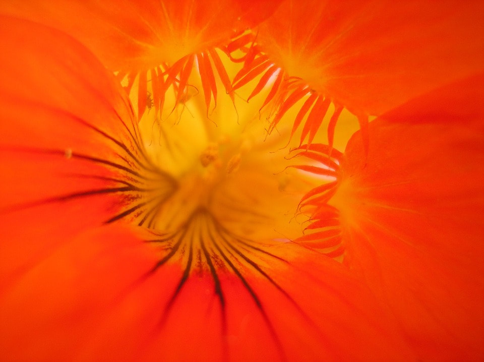 Photo fleur capucine orange