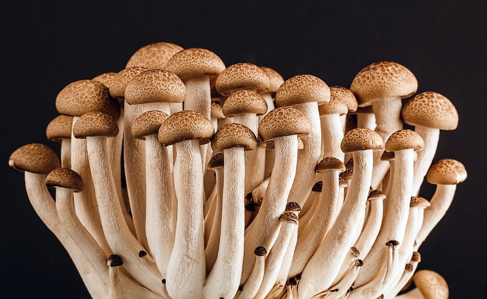 Photo mushroom champignon blog