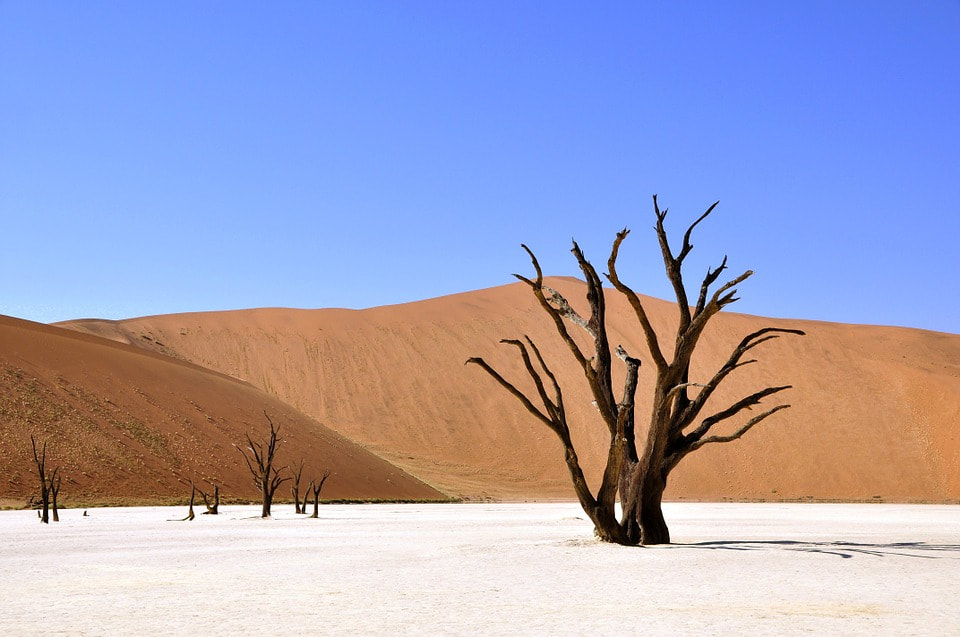 Photo désert arbre mort